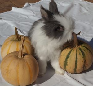 Králíček Teddy