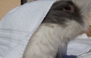 Králíček Teddy