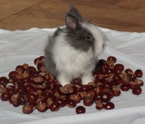 Králíček Teddy