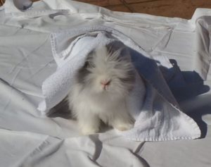 Králíček Teddy