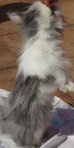 Králíček Teddy