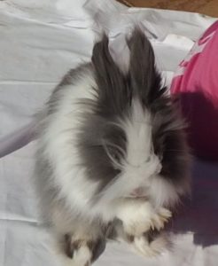 Králíček Teddy